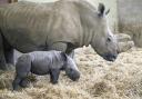 Baby Southern White Rhino and mum Jaseera at Whipsnade Zoo.