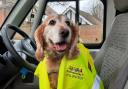 An image of a volunteer dog for Hertfordshire charity Communities 1st has been nominated in the British Photography Awards.