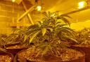 Hertfordshire police have discovered five rooms of cannabis plants at an address in Welwyn Garden City.