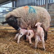 Lambs at Oaklands College's Lambing Weekend