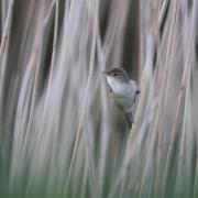 The reed warbler is a summer visitor to the UK