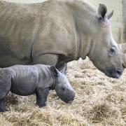 Baby Southern White Rhino and mum Jaseera at Whipsnade Zoo.