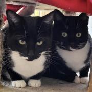 Could you offer a home to Jade and Moonbeam?