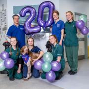 The Royal Veterinary College has supported thousands of cats and dogs over the years