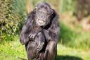 A chimpanzee at ZSL Whipsnade Zoo.