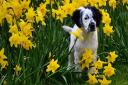 The Dogs and Daffs charity dog walk and fun dog show returns to Hatfield House on Sunday, March 20.