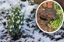 Snowdrops in the snow and a toad.