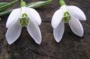 New 4x4 snowdrop - to be named in competition