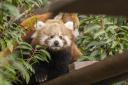 Red panda cub 'Little Red' ventures out of their nest box at Paradise Wildlife Park in Hertfordshire.