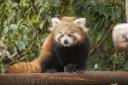 Red panda cub 'Little Red' needs a proper name at Paradise Wildlife Park in Hertfordshire.