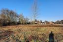 The green belt land in Welwyn that is for sale.