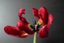 Blown Tulip by Richard Litherland.