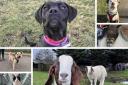 Potters bar RSPCA animals looking for a new home.
