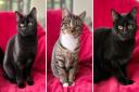 Bizet, Butterfly and Tosca are looking for a new home.