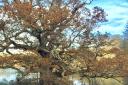 Veteran oak tree at Panshanger Park.