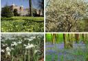 Best spots in Hertfordshire for a flower-filled walk.