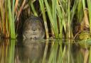 Water vole at Archers Green