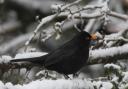 Blackbird in snow.