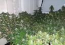 A cannabis farm was found in Astwick Avenue