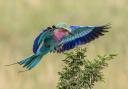 Lilac breasted roller by June Sparham