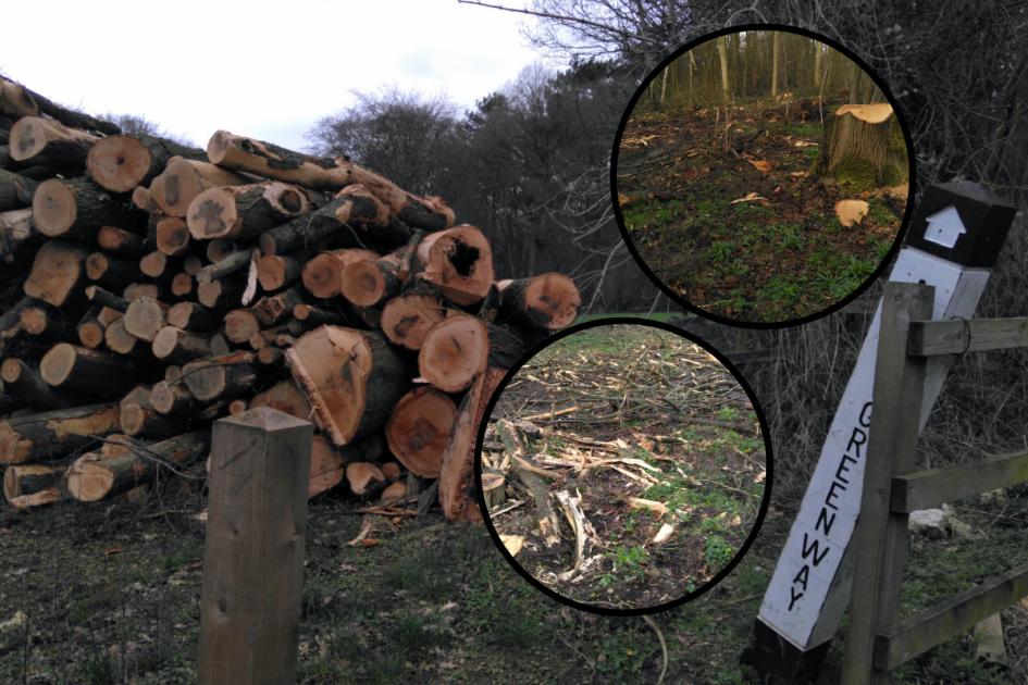 Brocket Estate: Villagers concerned over tree felling 
