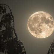 Steve Heliczer's photo of the Moon framed with some trees.