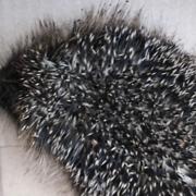 The RSPCA has rescued a hoglet that was stuck down a drainpipe in Hatfield for days, and is now recovering in a wildlife rescue centre.