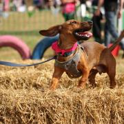 DogFest will be starting from Saturday September 10 till Sunday September 11, and will take place at Knebworth House from 9.30am to 5pm.