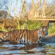 An Amur tiger in the Land of the Tigers at Paradise Wildlife Park in Hertfordshire.