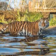 One of the zoo's tigers enjoys a dip in the water at the Land of the Tigers at Paradise Wildlife Park in Hertfordshire.