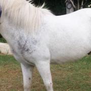 Shetland pony Snoopy will appear in Harpenden pantomime Cinderella