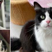The RSPCA Southridge Animal Centre has five cats that have been awaiting adoption and a forever home for months.