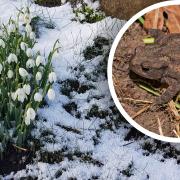 Snowdrops in the snow and a toad.