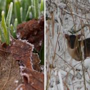 Snowdrops poking through the frosty soil and a Muntjac deer clearly visible in the snow.