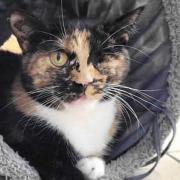 Trudie the 'miracle' cat has recovered from her injuries and is now looking for a loving new home.