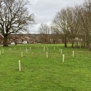 Hertsmere Borough Council is planting trees across the borough.
