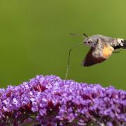 Winner in the Wild Snaps General Wildlife category - Keith Gypps\' picture of a Hummingbird Hawk-moth.