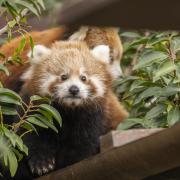 Red panda cub 'Little Red' ventures out of their nest box at Paradise Wildlife Park in Hertfordshire.