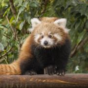 Red panda cub 'Little Red' needs a proper name at Paradise Wildlife Park in Hertfordshire.