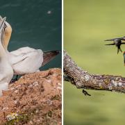 Gannet courtship on Bempton Cliffs near Bridlington in Yorkshire, and a male kingfisher at Rye Meads RSPB reserve, Hoddesdon.