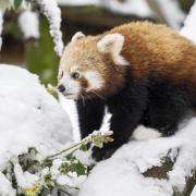 Red Panda cub Tashi is just five months old.