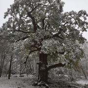 The Panshanger Great Oak with its snowy dusting, December 2022.