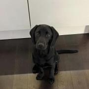 Five-month-old Thor who was hit by a car in Welwyn.