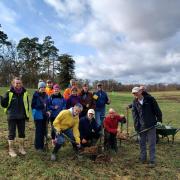 The final tree in Panshanger Park's new Queen's Wood being planted by volunteers.