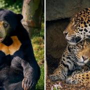Sun Bear Heights and Jaguar Jungle will open to the public at Hertfordshire zoo Paradise Wildlife Park on April 1, 2023.