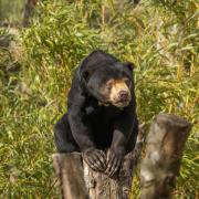 Female sun bear Kyra at Paradise Wildlife Park's new Sun Bear Heights habitat.