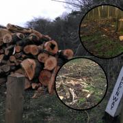 Tree felling commissioned by Brocket Hall estate has been taking place during bird nesting season.