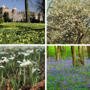 Best spots in Hertfordshire for a flower-filled walk.