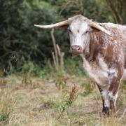 Longhorn cattle have returned to Panshanger Park in Hertfordshire.