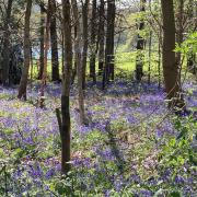 Bluebells in Lady Hughes Wood at Panshanger Park.